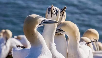 开云体育入口-内马尔点燃！圣殿狂欢夜诠释足球信仰