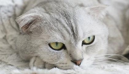 开云APP-红蓝烽火：利物浦铁蹄踏破斗牛士，奥运战场暗涌三重杀机