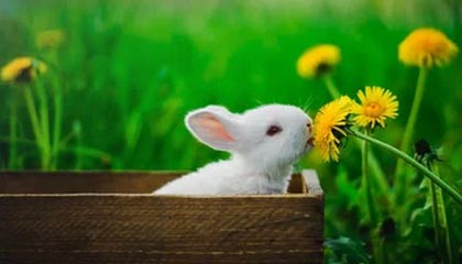 开云体育登录-金色眼泪沸腾时：当勇士梦断奥运，球迷的呐喊震碎星空