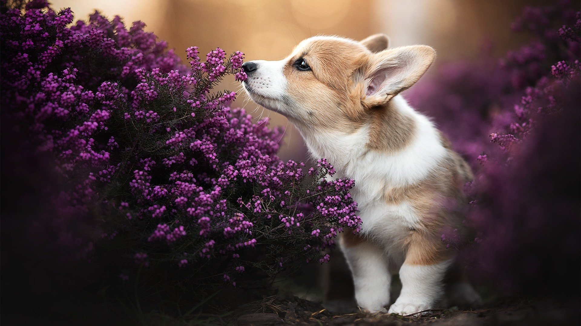 太阳轻取火箭，马克西末节封神，诠释何为关键先生